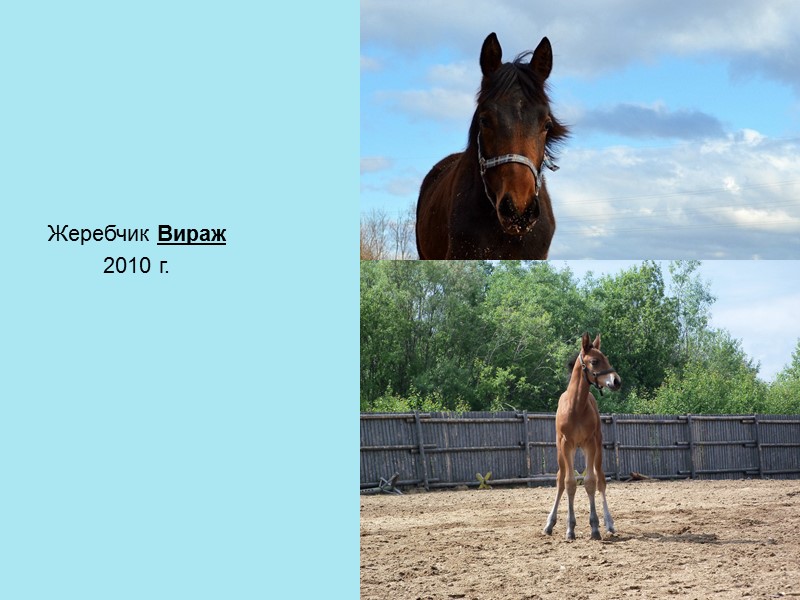 Жеребчик Вираж          2010 г.